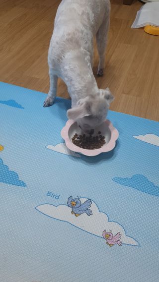 씨디랩 속이 편한 강아지 사료 소프트발란스 기호성 좋은 발효사료 피부와 위장 관절과 위장 — 5점을 준 리뷰어가 2021년 3월 올린 사용 사진