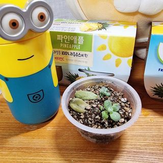 돌 [Dole]자연 그대로! Dole 후룻볼 113G*4입X 3박스(4가지 맛中 랜덤발송) — 5점을 준 리뷰어가 2024년 6월 올린 사용 사진
