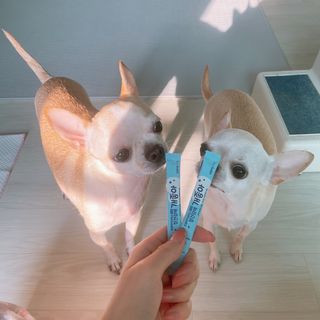 My Pet Care 장건강에 개좋아 — 4점을 준 리뷰어가 2021년 2월 올린 사용 사진