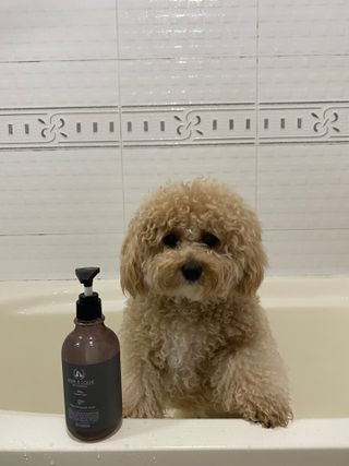 마리앤루이펫샴푸 [mari and louie pet shampoo] — 5점을 준 리뷰어가 2021년 6월 올린 사용 사진