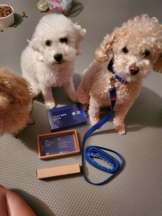 베이컨박스 [BACON] 고아웃클럽 이지그립 리드줄, 목줄 세트-BLUE — 5점을 준 리뷰어가 2021년 6월 올린 사용 사진