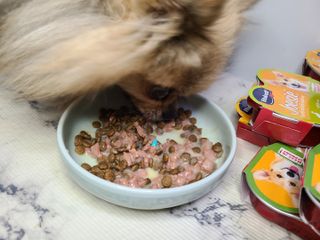 비타크래프트 조에시 하트캔 85g 강아지 습식캔 10캔 — 5점을 준 리뷰어가 2021년 7월 올린 사용 사진