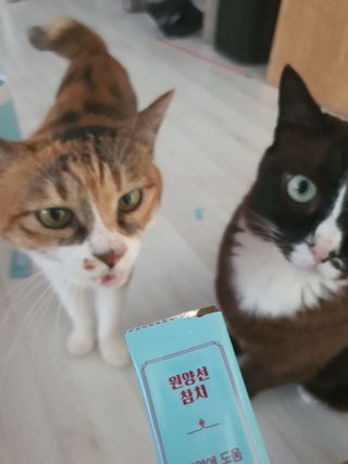 페페로니 잘 먹는 캣츄 - 원양선 참치 24개입 — 5점을 준 리뷰어가 2021년 7월 올린 사용 사진