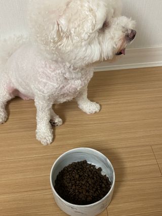 [푸디웜] 라포그  리얼인섹트 웨이트밸런스 저알러지 강아지 사료  1.2KG — 5점을 준 리뷰어가 2022년 7월 올린 사용 사진