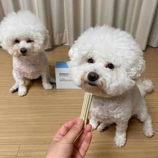 페페로니 2종 세트 클린플러스 덴탈껌 치킨+덕 — 5점을 준 리뷰어가 2021년 8월 올린 사용 사진