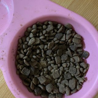 [푸디웜] 라포그 리얼인섹트 소프트키블 스킨 1KG — 4.5점을 준 리뷰어가 2022년 9월 올린 사용 사진