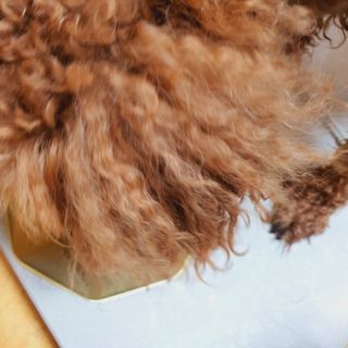 [세싹보울] 세균 싹~ 사라지는 셀앤핏 펫 항균동 애견식기 — 5점을 준 리뷰어가 2021년 7월 올린 사용 사진