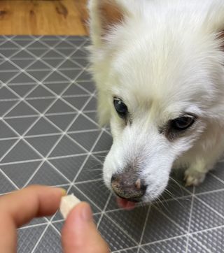 [펫시밀] 원물그대로 영양듬뿍 진공동결건조 북어트릿75g,치킨트릿100g,연어트릿75g 강아지 고양이 간식 — 5점을 준 리뷰어가 2023년 6월 올린 사용 사진