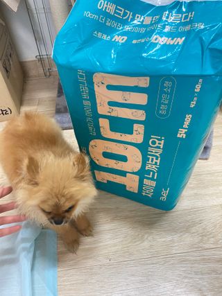아베크 펫 와이드 프리미엄 중형 애견 강아지 배변 패드 54매 1팩 45g — 5점을 준 리뷰어가 2021년 7월 올린 사용 사진