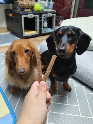 My Pet Care 천연단백질 치아건강에 개좋아 — 5점을 준 리뷰어가 2021년 1월 올린 사용 사진