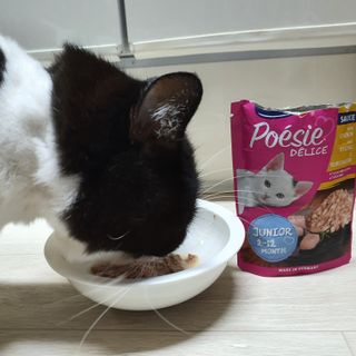 비타크래프트 포에시 델리스 고양이 파우치 85g 9가지맛 1팩씩 — 5점을 준 리뷰어가 2021년 8월 올린 사용 사진