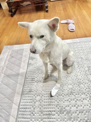 코보콩 에어슈즈 강아지 일회용 신발 소용량 패키지 20매 초경량  미끄럼방지 실내외 겸용 — 5점을 준 리뷰어가 2022년 2월 올린 사용 사진