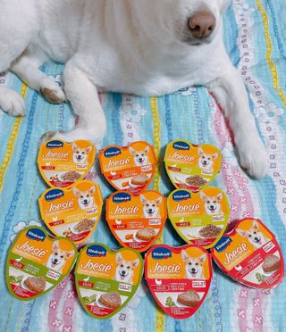 비타크래프트 조에시 하트캔 85g 강아지 습식캔 10캔 — 5점을 준 리뷰어가 2021년 7월 올린 사용 사진