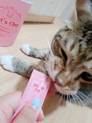 페페로니 잘 먹는 캣츄 - 알래스카 연어 24개입 — 5점을 준 리뷰어가 2021년 7월 올린 사용 사진