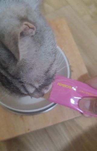 페페로니 맛있는 스틱 - 무항생제 닭고기 15개 + 알래스카 연어 15개 — 5점을 준 리뷰어가 2021년 8월 올린 사용 사진