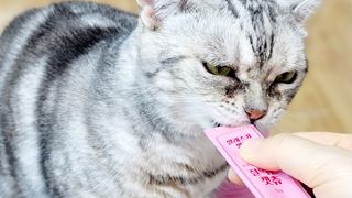 페페로니 잘 먹는 캣츄 - 알래스카 연어 24개입 — 5점을 준 리뷰어가 2021년 7월 올린 사용 사진