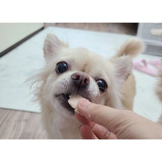 도그퓨어 푸드닭 강아지 닭고기 통살 애견간식 오리지널/차전자피/초록입홍합 — 3.5점을 준 리뷰어가 2021년 11월 올린 사용 사진