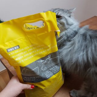 겟플렉스 켓플렉스 캣츠룸BS-1 고양이모래 4kg — 4.5점을 준 리뷰어가 2021년 1월 올린 사용 사진
