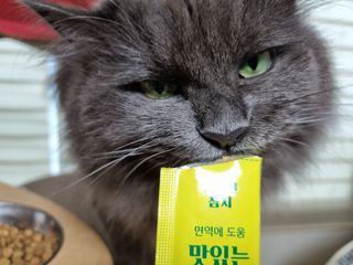 페페로니 맛있는 스틱 - 무항생제 닭고기 15개 + 원양선 참치 15개 — 5점을 준 리뷰어가 2021년 8월 올린 사용 사진