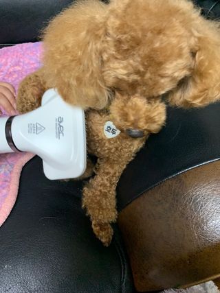 아베크 펫 강아지 고양이 애견 에어 브러쉬 드라이기 올인원 — 5점을 준 리뷰어가 2021년 7월 올린 사용 사진
