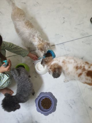 펫시랩 반려견용 액상 프리바이오틱스 아쿠아펫 — 4점을 준 리뷰어가 2021년 1월 올린 사용 사진