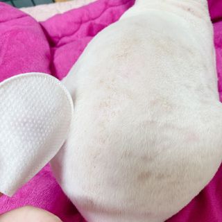 [자유펫] 고양이 턱드름 여드름 예방 및 제거 세트, 블랙씨드케어박스 — 4점을 준 리뷰어가 2021년 10월 올린 사용 사진