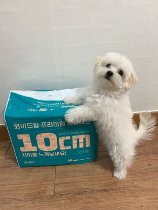 아베크 펫 와이드 프리미엄 대형 애견 강아지 배변 패드 30매 1팩 80g — 4.5점을 준 리뷰어가 2021년 7월 올린 사용 사진