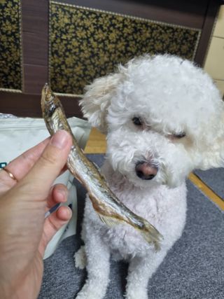 [펫시밀] 원물그대로 영양듬뿍 동결건조 왕북어트릿300g,왕치킨트릿400g,열빙어트릿300g 대용량 간식 — 5점을 준 리뷰어가 2023년 5월 올린 사용 사진
