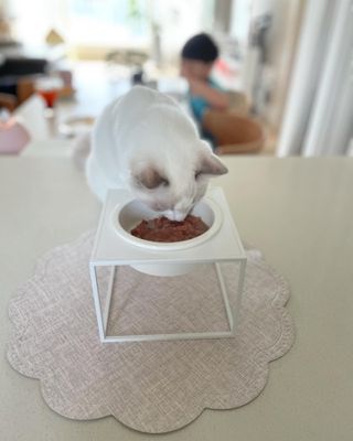 비타크래프트 포에시 델리스 고양이 파우치 85g 9가지맛 1팩씩 — 5점을 준 리뷰어가 2021년 8월 올린 사용 사진