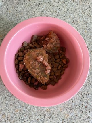 비타크래프트 조에시 하트캔 85g 강아지 습식캔 10캔 — 5점을 준 리뷰어가 2021년 7월 올린 사용 사진