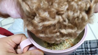 🌈🐩👨‍👩‍👧님이 올린 리뷰 사진 2