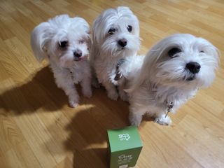 코보콩 에어슈즈 강아지 일회용 신발 소용량 패키지 20매 초경량  미끄럼방지 실내외 겸용 — 4점을 준 리뷰어가 2022년 2월 올린 사용 사진