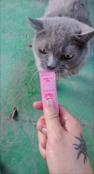 페페로니 잘 먹는 캣츄 - 무항생제 닭고기 12개 + 알래스카 연어 12개 — 5점을 준 리뷰어가 2021년 7월 올린 사용 사진