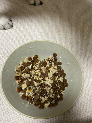 씽크라이크펫 강아지 화식 (50g 소/닭/오리/양 1팩씩 4팩) — 5점을 준 리뷰어가 2023년 1월 올린 사용 사진