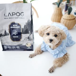 [푸디웜] 라포그 리얼인섹트 소프트키블 스킨 1KG — 5점을 준 리뷰어가 2022년 9월 올린 사용 사진