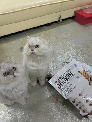 브라우니모래 [브라우니] 고양이 카사바모래 브라우니 천연 응고형 모래  6Lx2개 — 4.5점을 준 리뷰어가 2023년 11월 올린 사용 사진