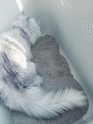 겟플렉스 켓플렉스 캣츠룸BS-1 고양이모래 4kg — 5점을 준 리뷰어가 2021년 1월 올린 사용 사진