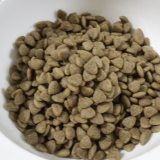 [푸디웜] 라포그 리얼인섹트 소프트키블 스킨 1KG — 5점을 준 리뷰어가 2022년 9월 올린 사용 사진