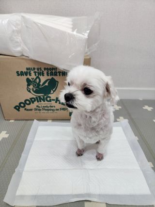 뽀야님이 올린 리뷰 사진 4