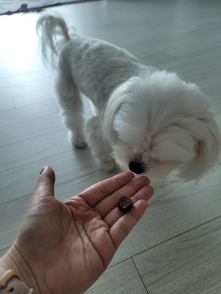 My Pet Care 천연단백질 눈건강에 개좋아 — 4점을 준 리뷰어가 2021년 3월 올린 사용 사진