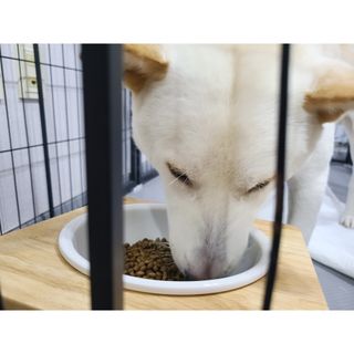 [푸디웜] 라포그 리얼인섹트 소프트키블 스킨 1KG — 3.5점을 준 리뷰어가 2022년 9월 올린 사용 사진
