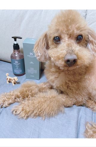 마리앤루이펫샴푸 [mari and louie pet shampoo] — 5점을 준 리뷰어가 2021년 5월 올린 사용 사진