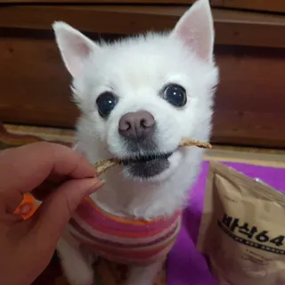 [보헤리] 국내산 강아지 육포간식 바삭 64 2종 — 4점을 준 리뷰어가 2022년 4월 올린 사용 사진