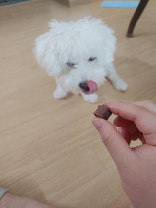 My Pet Care 천연단백질 눈건강에 개좋아 — 5점을 준 리뷰어가 2021년 3월 올린 사용 사진