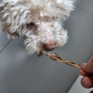 [보헤리] 국내산 강아지 육포간식 바삭 64 2종 — 5점을 준 리뷰어가 2022년 4월 올린 사용 사진