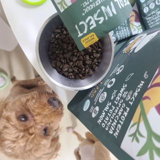 [푸디웜] 라포그  리얼인섹트 웨이트밸런스 저알러지 강아지 사료  1.2KG — 4점을 준 리뷰어가 2021년 7월 올린 사용 사진