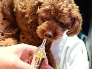 무지조타 반려동물용 꽃으로만든영양제 헬리코디펜스 15ml — 5점을 준 리뷰어가 2021년 8월 올린 사용 사진