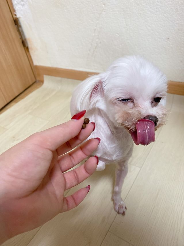 펫21 그로그로 5종 강아지 고양이 반려동물 한방 영양제 리뷰 사진