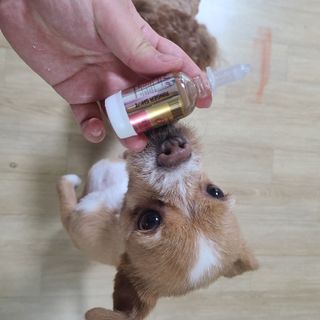 무지조타 반려동물용 꽃으로만든영양제 헬리코디펜스 15ml — 4점을 준 리뷰어가 2021년 8월 올린 사용 사진