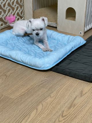 My Pet Care 천연단백질 치아건강에 개좋아 — 5점을 준 리뷰어가 2021년 2월 올린 사용 사진